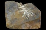 Paleocene Fossil Fruit (Palaeocarpinus) - North Dakota #97936-1